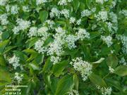 GreyDogwoodFlowers_Credic Kevin Kenny_CC BY-SA 2.0.jpg